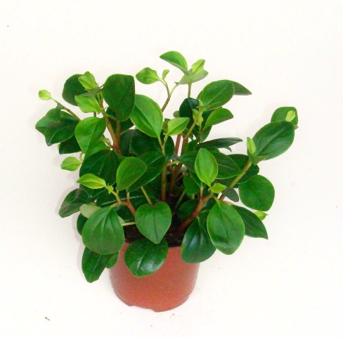 Desert privet